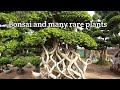 Kadiyam Beautiful Bonsai And Rare Plants/కడియం నర్సరీ/ with prices