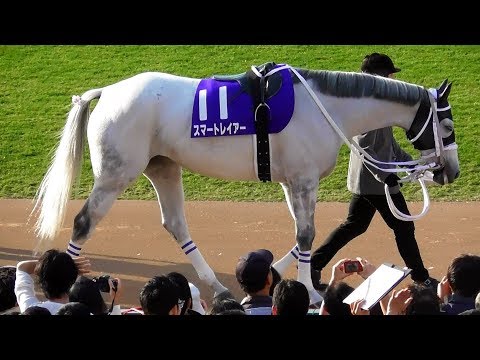 スマートレイアー エリザベス女王杯のパドック 現地映像 京都競馬場 Youtube