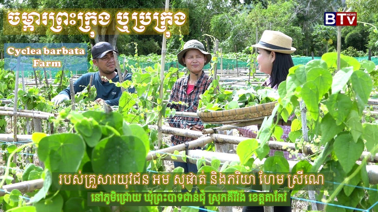 AGRICULTURE/កសិកម្មៈ របៀបដាំព្រះក្រុង និងធ្វើចាហ៊ួយព្រះក្រុង (Cyclea barbata  / Green Grass Jelly)