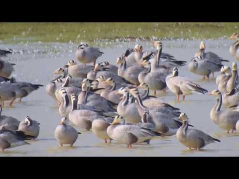 Koonthankulam Bird Sanctuary video