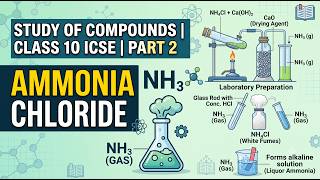 Study Of Compounds | Class 10 ICSE | Part 2 - Ammonia
