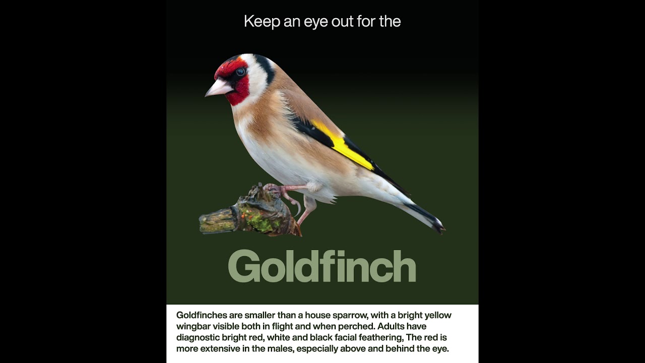 Native Birds - Christchurch Adventure Park, New Zealand