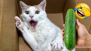 When God sends you funny dogs and cats  Funniest cat ever #18