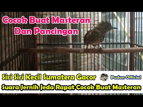 masteran paling ampuh.!!! Anti stres terapi air siri siri