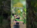 大叔举着香蕉让同伴砍，结果头顶一阵凉意掠过...