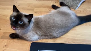 Siamese cat meowing and chirping when asked if he wants to go outside