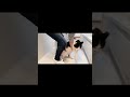 抵抗し暴言を吐くも猫語だから分からない#shorts