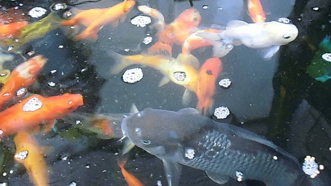 金魚 錦鯉 Youtube 金魚 錦鯉 Youtube