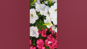 কেন দূরে থাকো#Ari