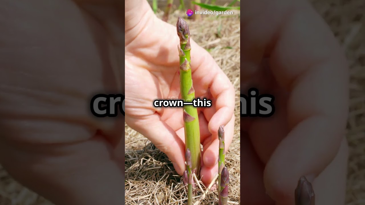 Prune Asparagus Now for a Huge Harvest Next Year! 