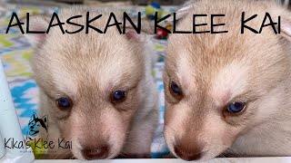 Alaskan Klee Kai-DOG-Male-Red / White-4102254-My Next Puppy