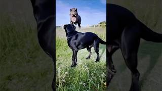 My Dog Met A Real T-Rex Run Rex