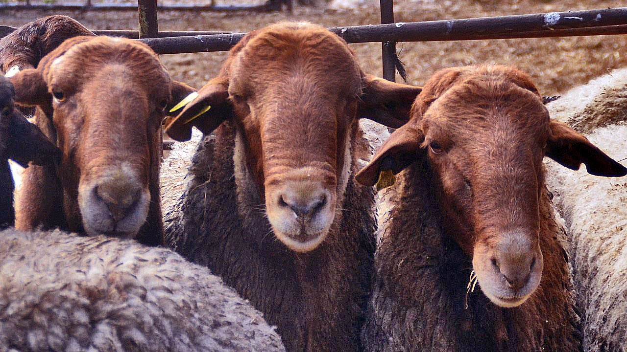 💛 La oveja GUIRRA: Tesoro de Valencia 🐑🐑🐑🐑