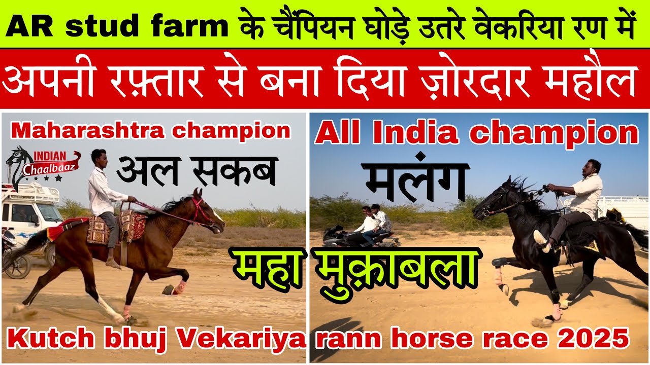 चैंपियन घोड़े मलंग और अल सकब ने मैदान में उतरते ही बना दिया ज़ोरदार माहौल 