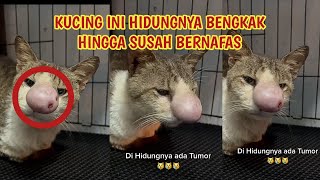 Kucing ini Hidungnya bengkak!! ternyata ini PENYEBABNYA by Babah Ridho 3,659 views 1 year ago 1 minute, 41 seconds
