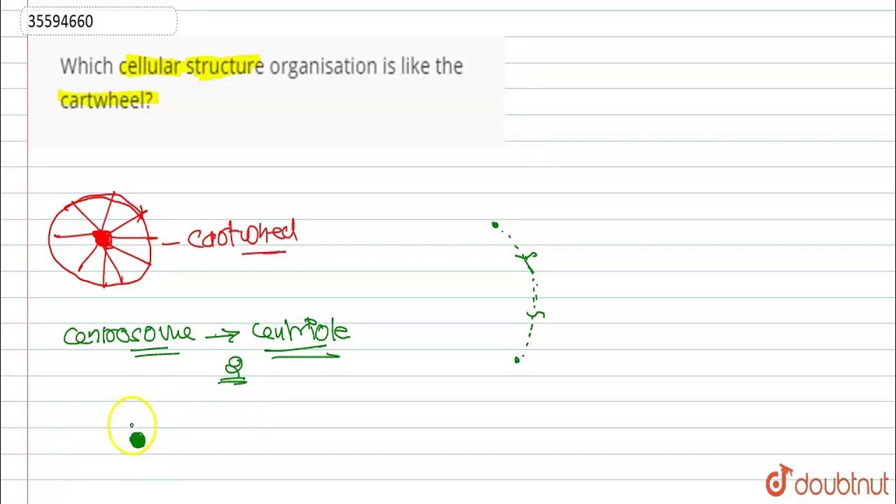 Which cellular structure organisation is like the cartwheel? YouTube