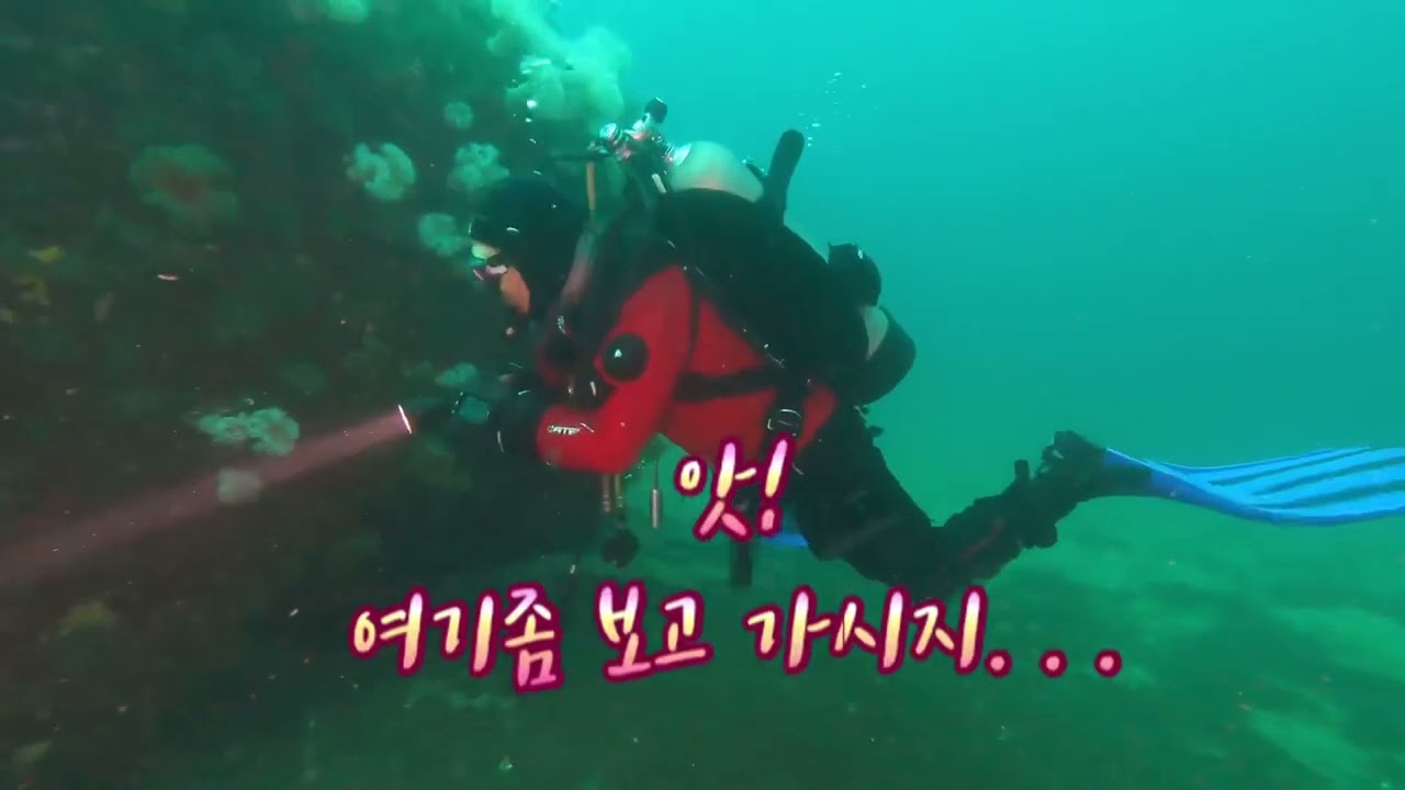 2022.04.10 고성에서 만난 대왕문어