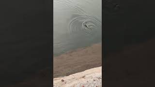 Walking a Rock Bass!