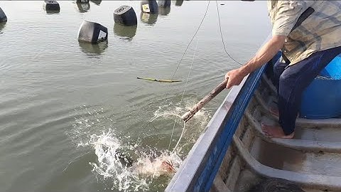 đi kéo câu giăn đính được cá ngát về bữa cơm cùng gia đình ( lê nghĩa cần giờ)