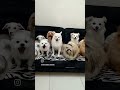 Ш Щ Щ Щ ШЁЩ Ш Щ Щ ШґЩ Ш ШЁШіШЄЩ ШґШЇЩ вќ пёЏ Dog Pets Puppy Cute Love ШіЪЇ Ш Щ Щ Щ ШЁЩ Ш Щ Щ ШґЩ Ш ШЁШіШЄЩ ШґШЇЩ вќ пёЏ Dog Pets Puppy Cute Love ШіЪЇ
