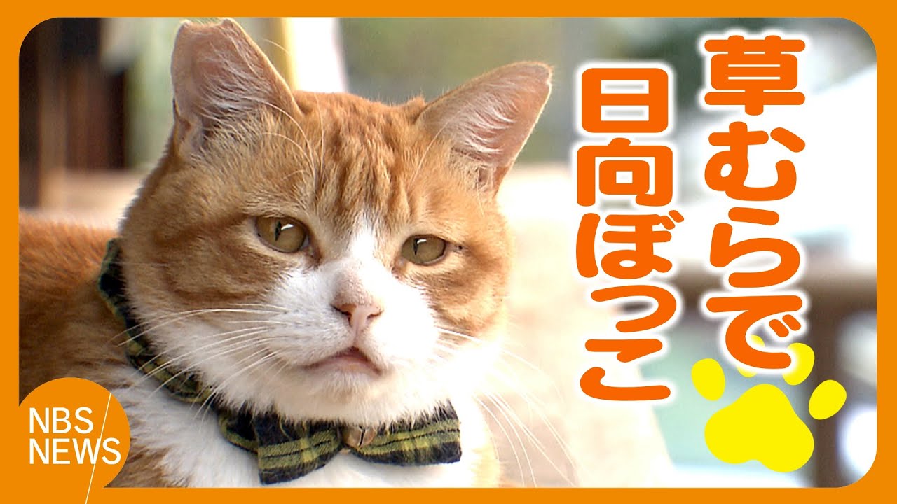 地域猫「みぃちゃん」草むらで日向ぼっこ