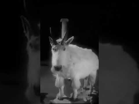 King of Pain was released #onthisday in the UK in 1984! 👑 #thepoliceband #anniversary