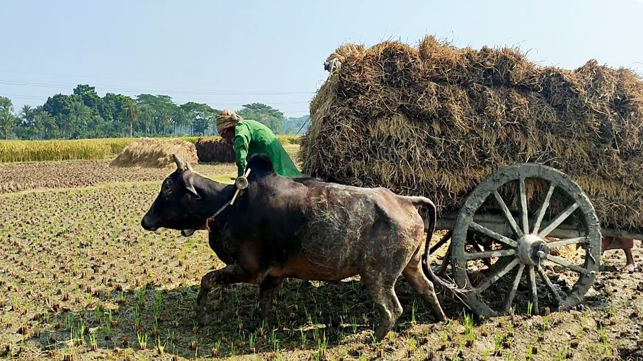 Bullock cart stuck in mud ride // Bullock cart race // Cow Videos