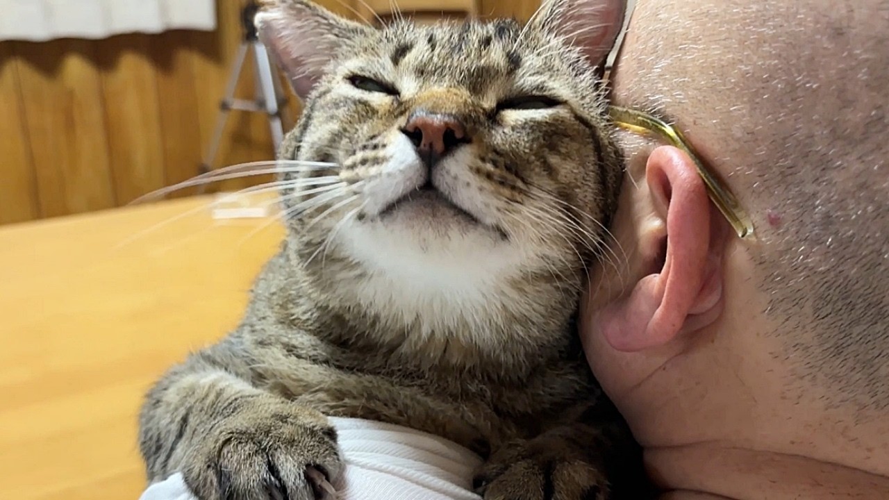 けけの猫　 A cat who loves his father too much [Former stray cat Peesuke