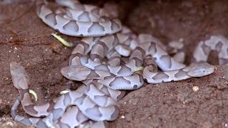 NEST of COPPERHEADS - Southern Copperhead Facts and information