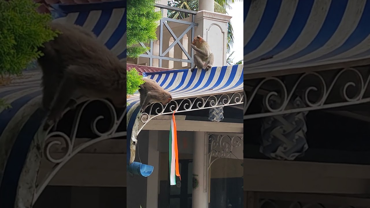 Rowdy monkey🐒🐵🙈