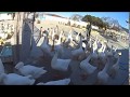 東武動物公園のガチョウ広場 の動画、YouTube動画。