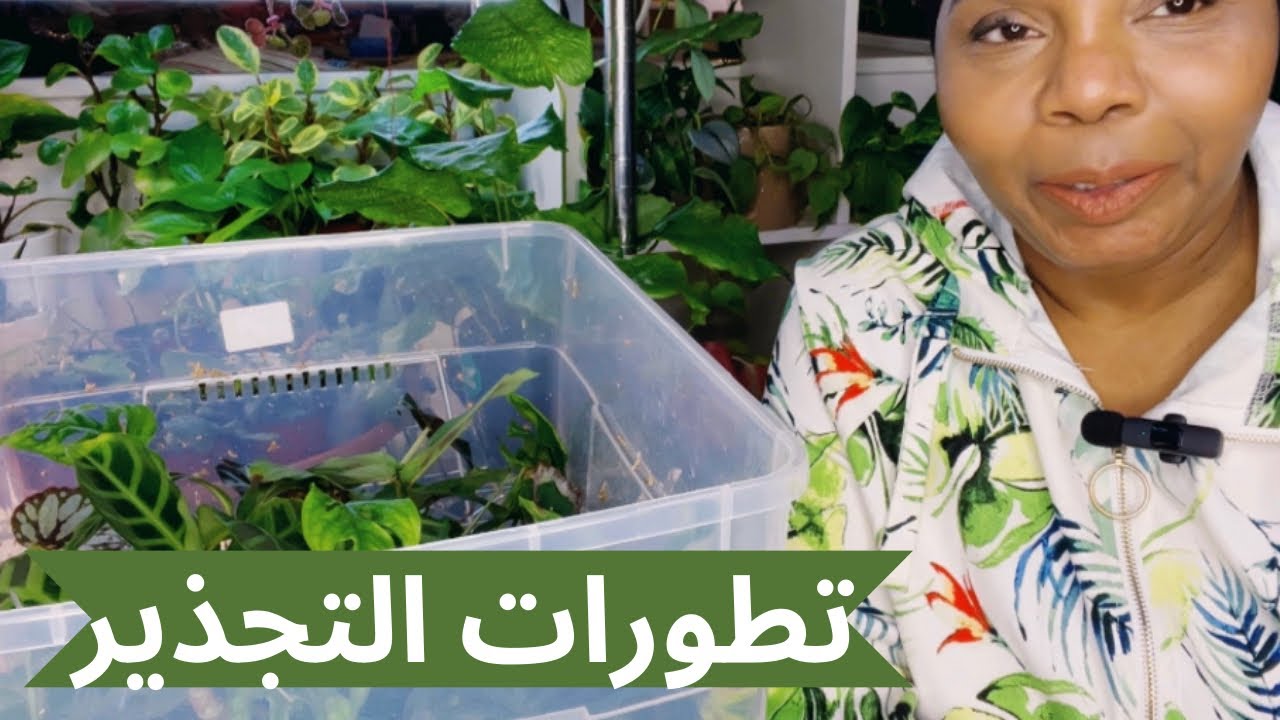 تجذير نباتاتي  المنزلية | نمو وتطورات