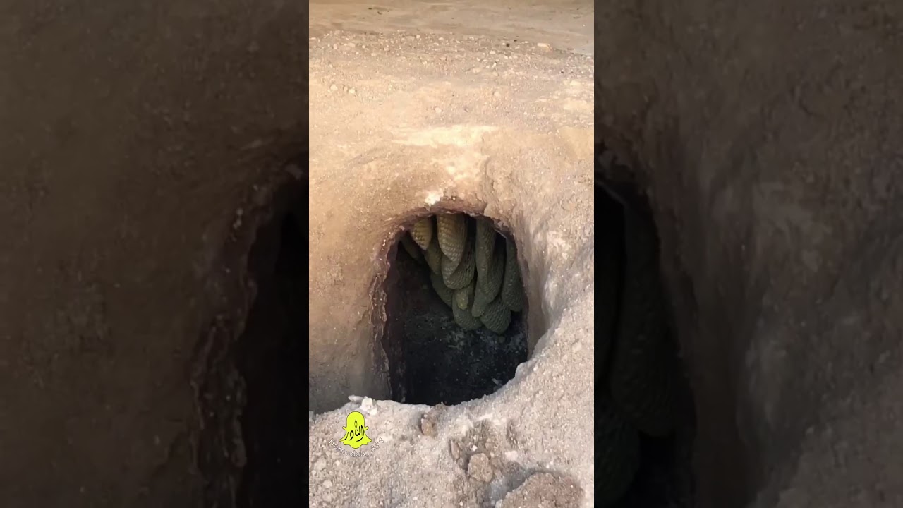 تكية النادر/ العسل الجبلي#سناب/النادر