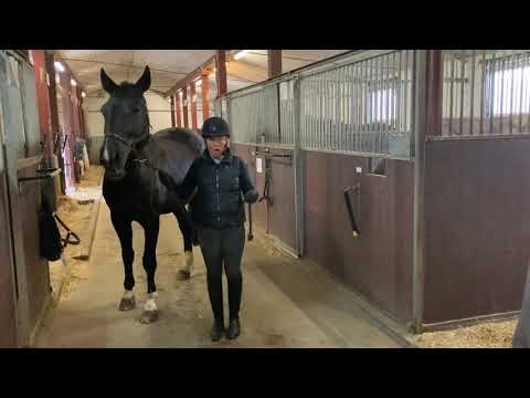 Video: Hur Man Hanterar En Häst