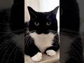 I'm Uni! :3 #catsofyoutube #cat #cutecat
