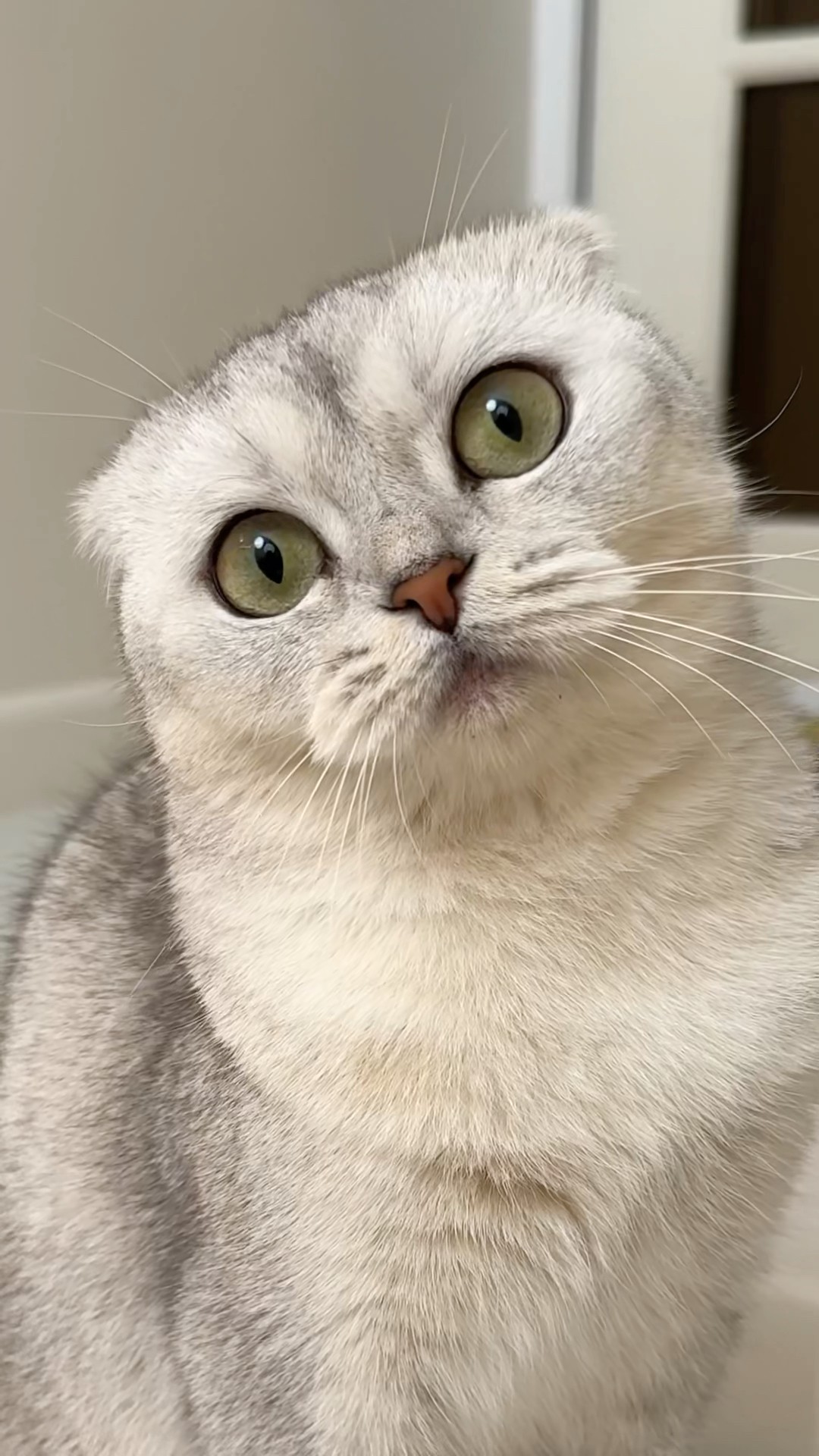 Love story?Part2 #cat