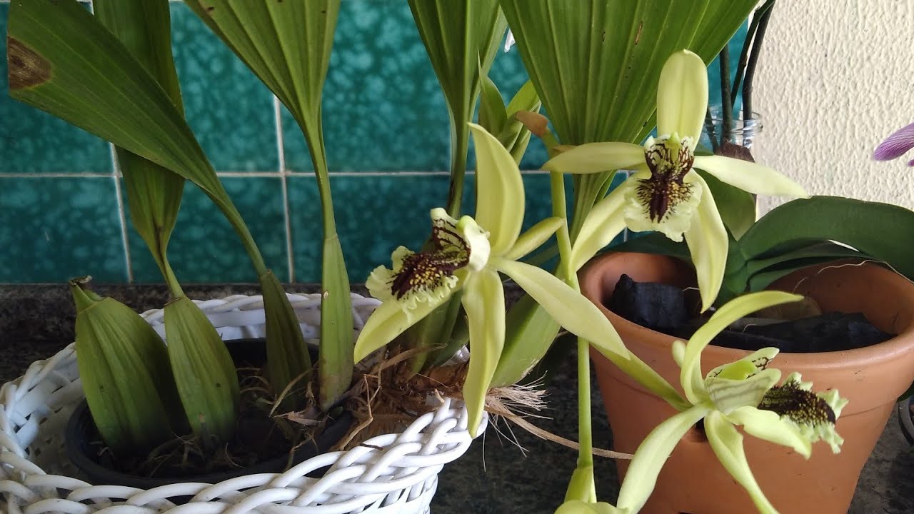 O SEGREDO DA ORQUÍDEA COELOGYNE PANDURATA HÍBRIDO 🙏🥰😘 postagem dia 4/01/2023