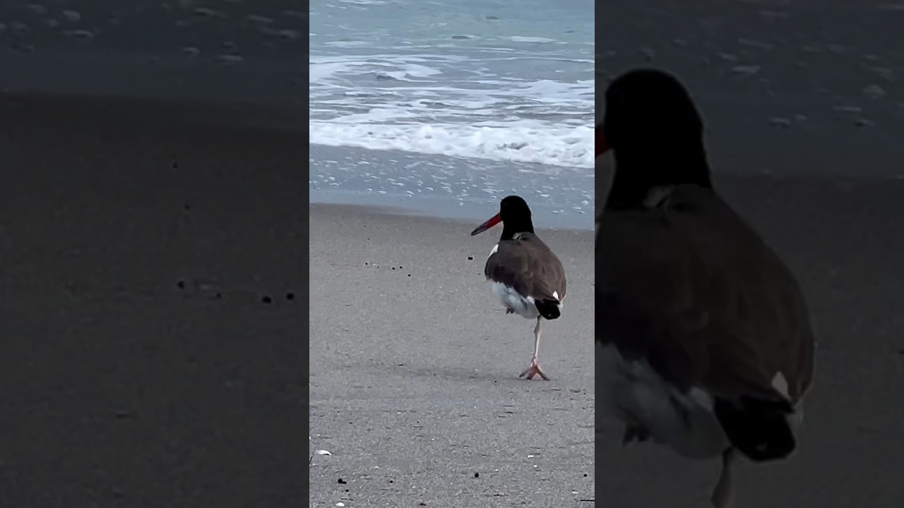 American Oystercatcher bird fooled me at 752a 