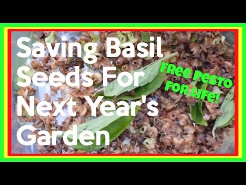 Video: Công dụng của cây húng quế Genovese - Cách trồng cây húng quế Genovese trong vườn thảo mộc