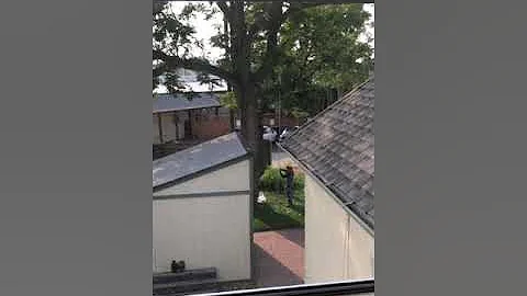 James Goheen Tree Trim