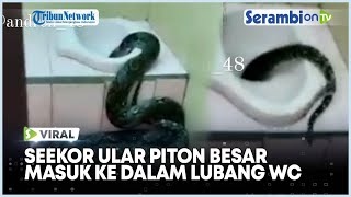 Viral Seekor Ular Piton Besar Masuk ke Dalam Lubang WC