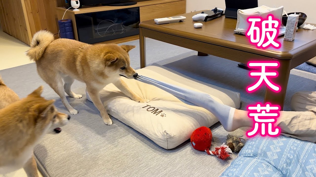 ☆受付☆柴犬 maxresdefault.jpg