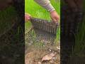 Satisfying sound like This❓🫠🌿 #plants #process #gardening #satisfying #asmr #ad #wow #amazing #like