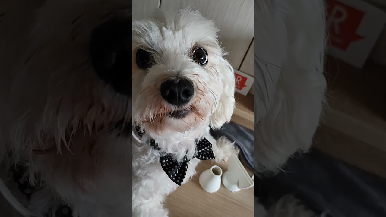 My dog Toshi meets Neakasa F1 Pet Hair Dryer 