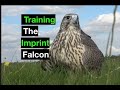 Training falcons for falconry. The imprint falcon at Tattershall farm park