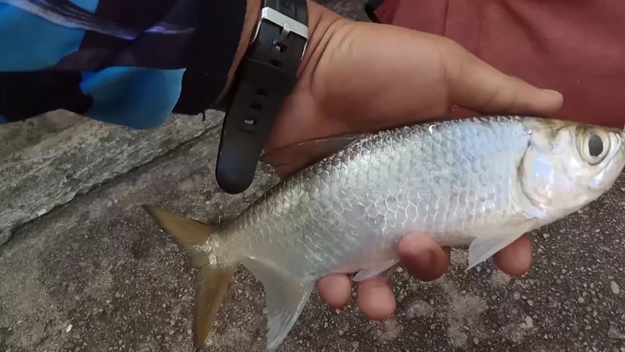 Mancing ikan bulan di Bendungan Pice 