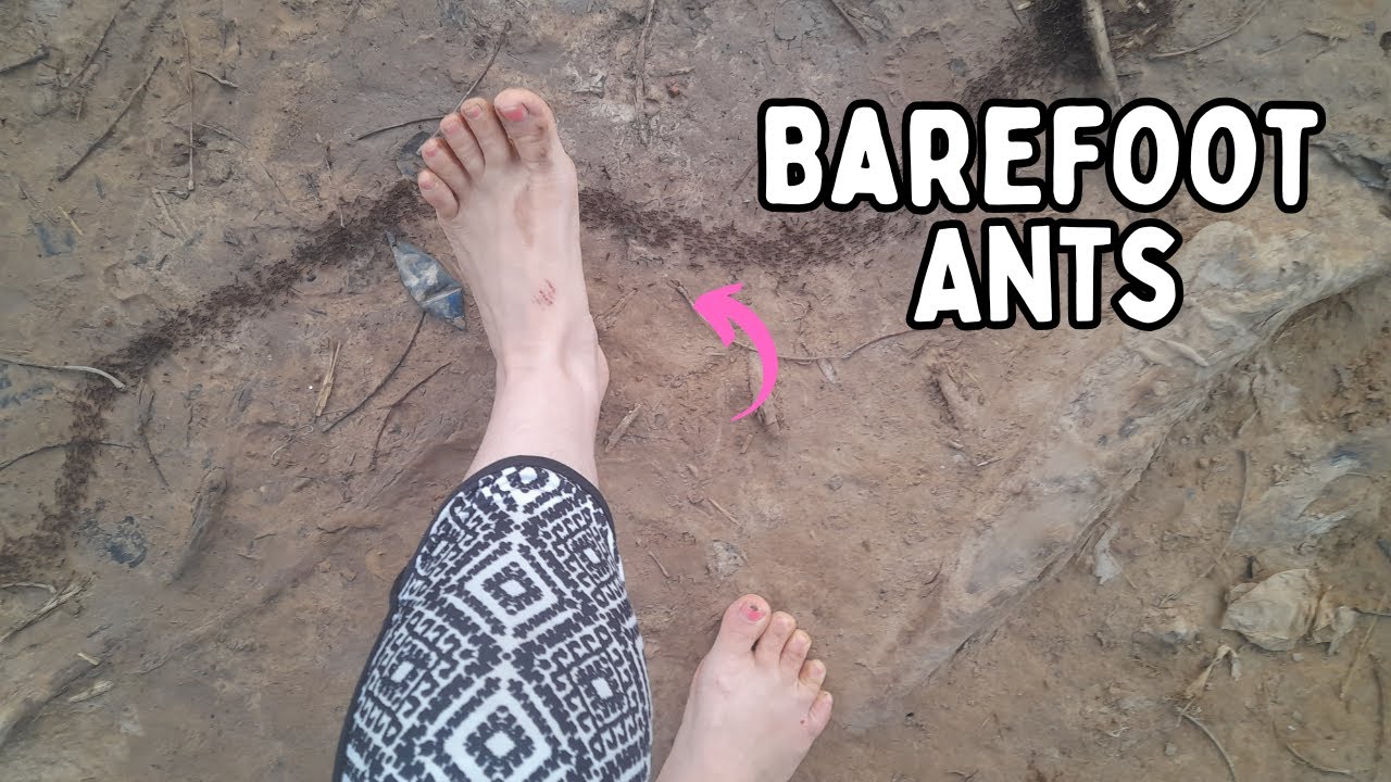 Attack of the river ants | Barefoot Homestead