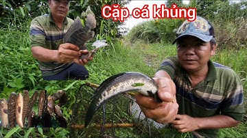 Hôm nay đi thăm lờ cái đầu tiên dính cá lóc to thấy ham |Miền Quê Ngày Mới.