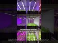 Indoor hydroponics leafy vegetables -- 12 spectrums Contrast Experiment #hydroponics #growlights