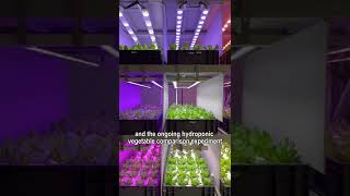 Which plant grow light spectrum is best for leafy vegetables ? -- 12 spectrums Contrast Experiment Resimi